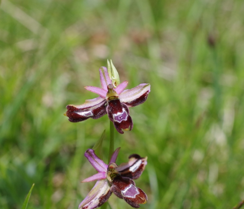 orchidées du vallon Imgp2111