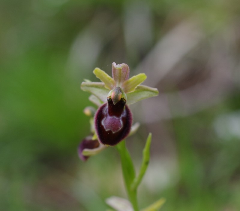 orchidées du vallon Imgp2115