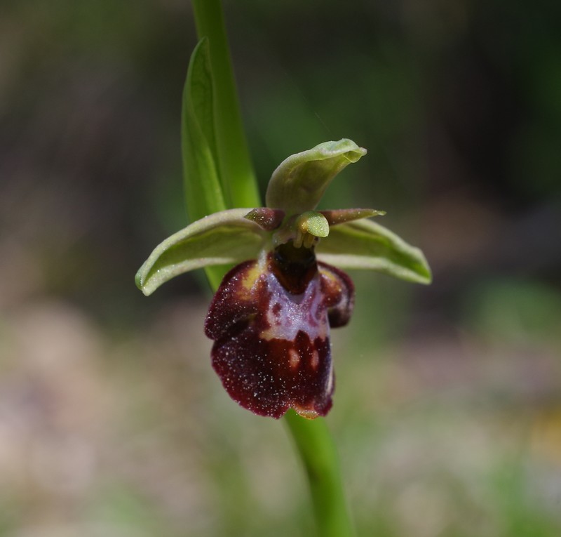 orchidées du vallon Imgp2216