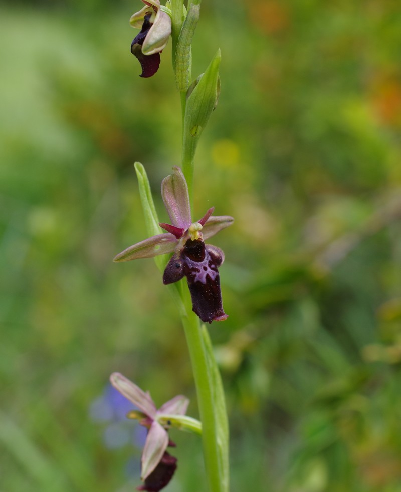 orchidées du vallon Imgp2311