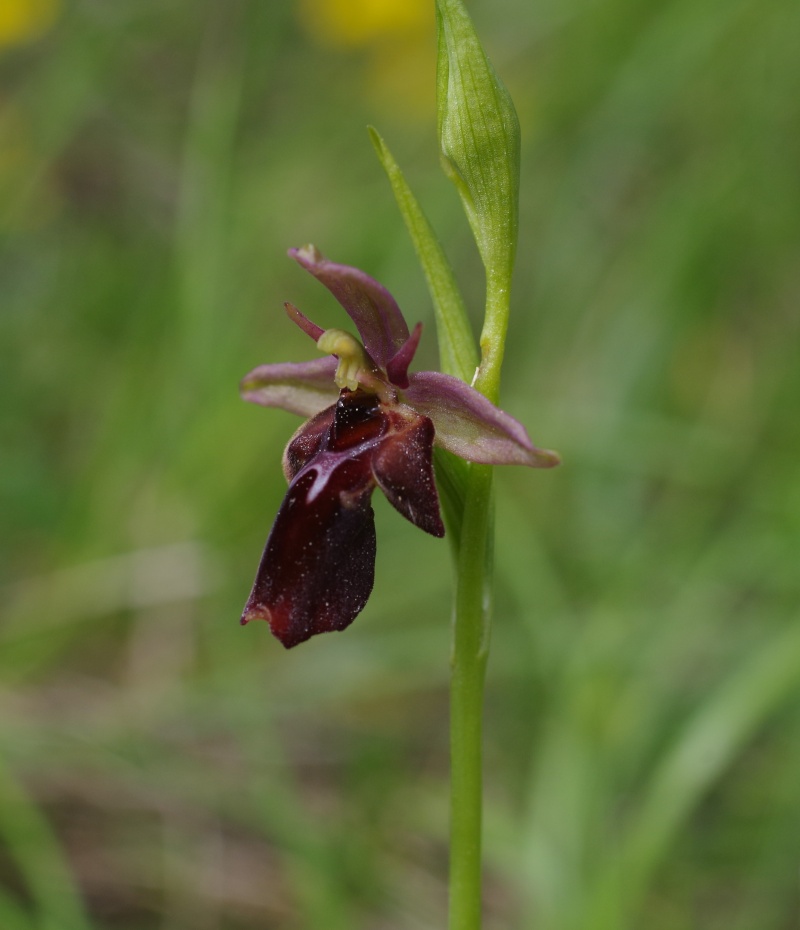 orchidées du vallon Imgp2312