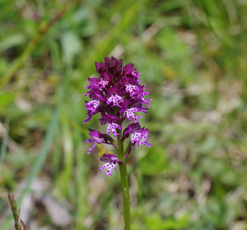 orchidées du vallon Imgp2313