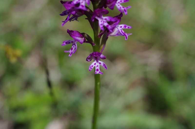 orchidées du vallon Imgp2315