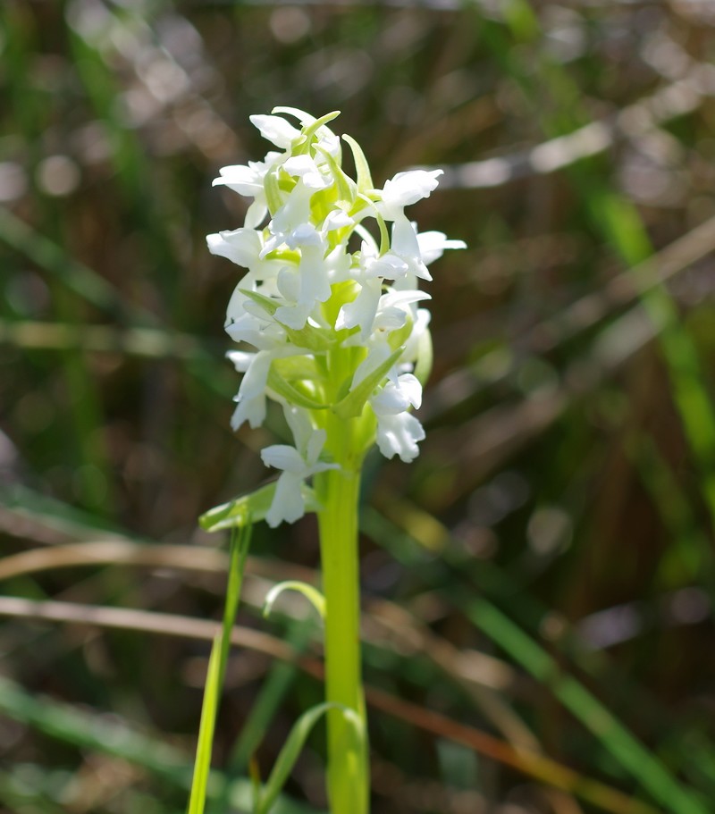 Dactylorhiza incarnata Ochrantha Imgp4110