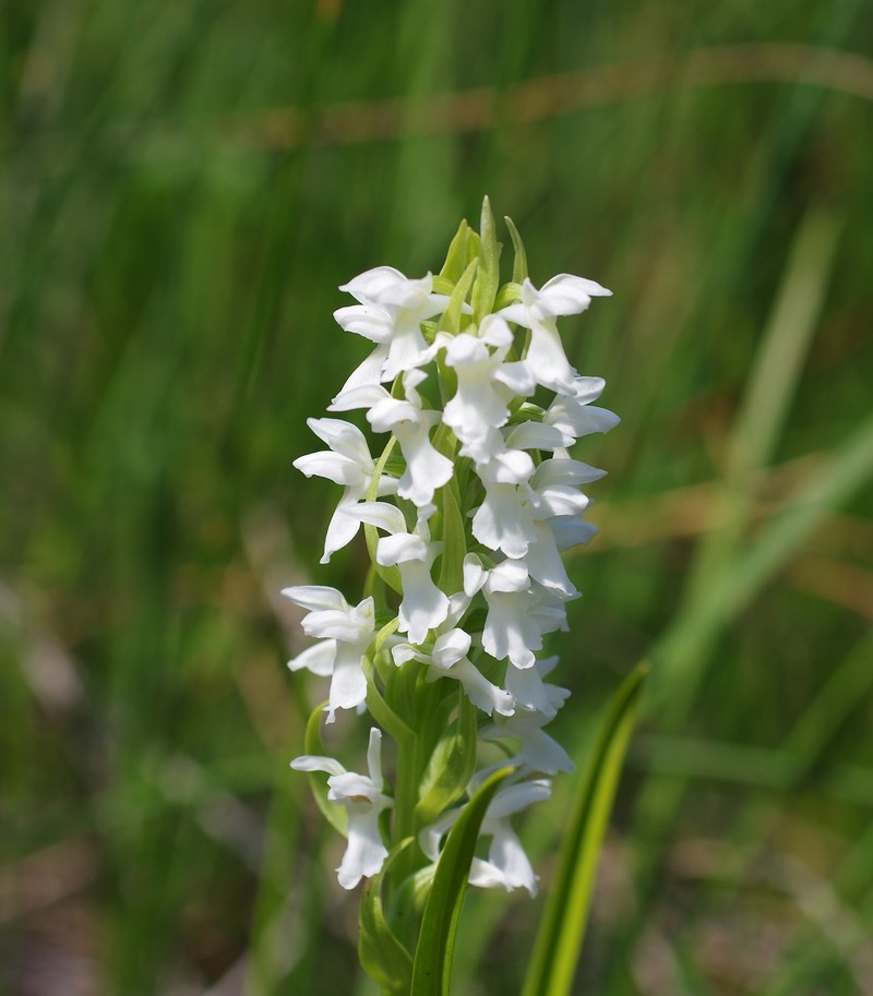 Dactylorhiza incarnata Ochrantha Imgp4111