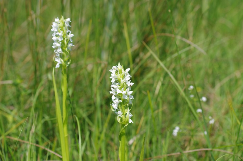 Dactylorhiza incarnata Ochrantha Imgp4112