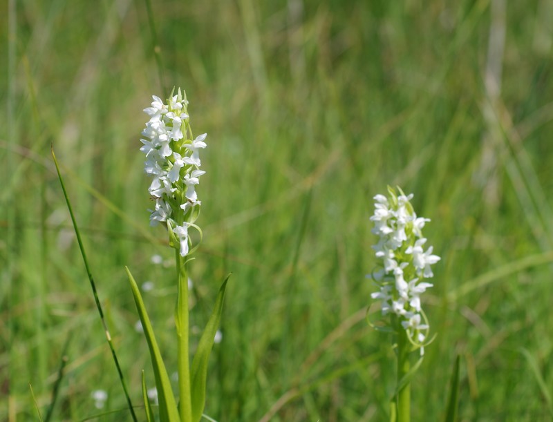 Dactylorhiza incarnata Ochrantha Imgp4113