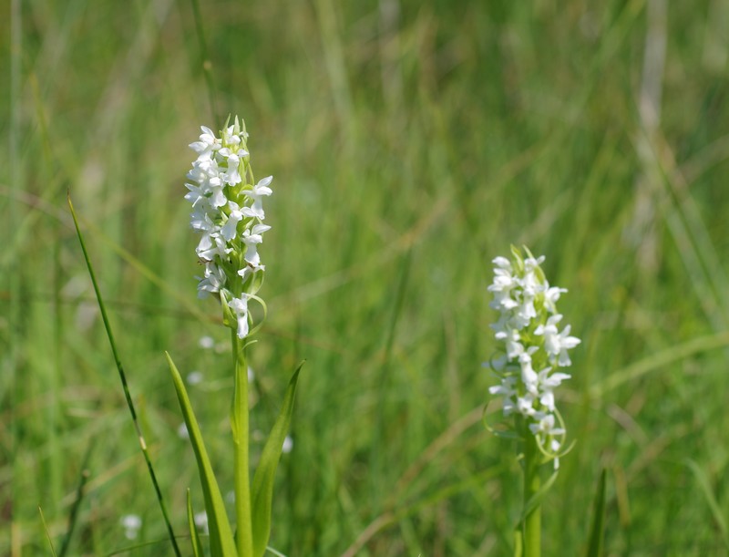 Dactylorhiza incarnata Ochrantha Imgp4113