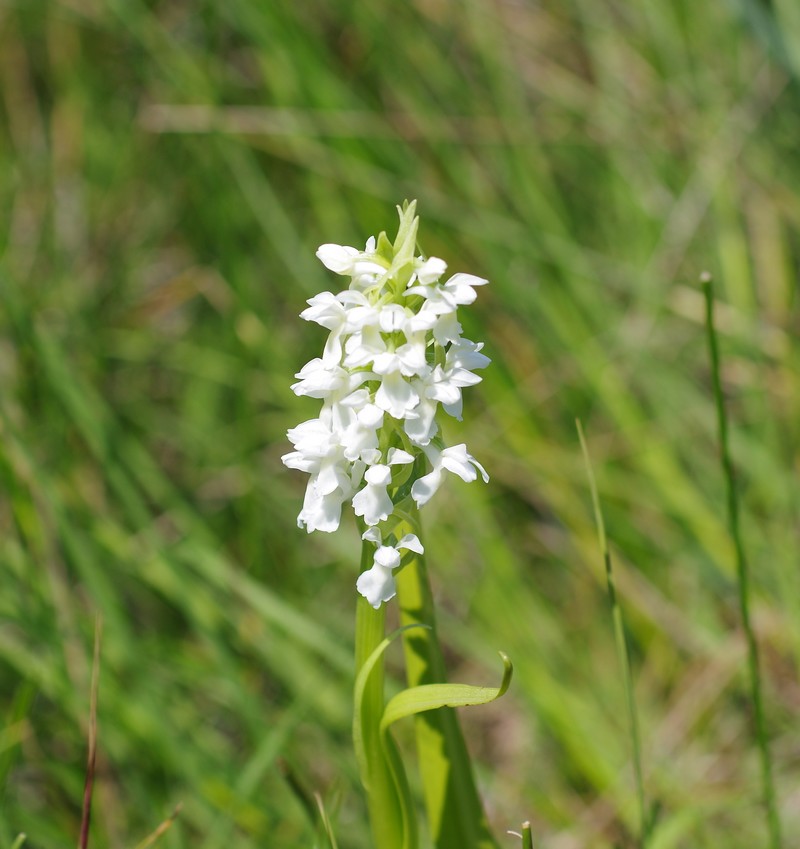 Dactylorhiza incarnata Ochrantha Imgp4114