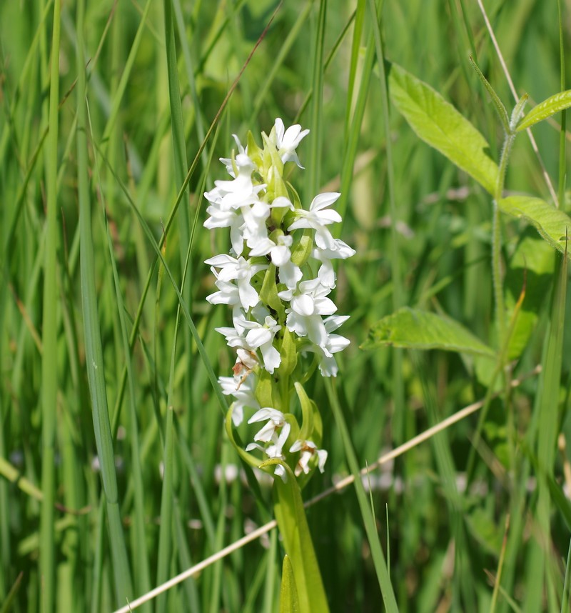 Dactylorhiza incarnata Ochrantha Imgp4115