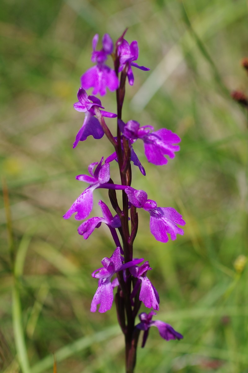 Anacamptis palustris Imgp4119