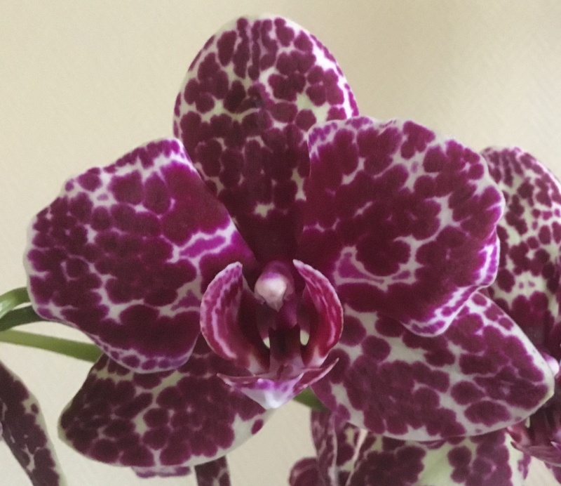 Phalaenopsis  Image21