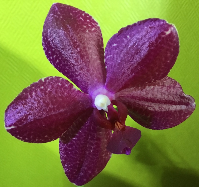 Phalaenopsis  Image23