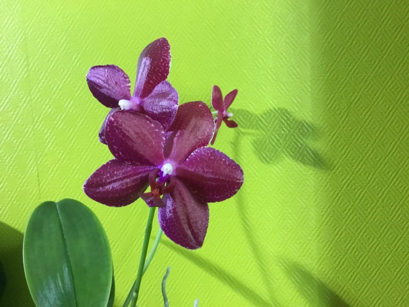Phalaenopsis  Image24