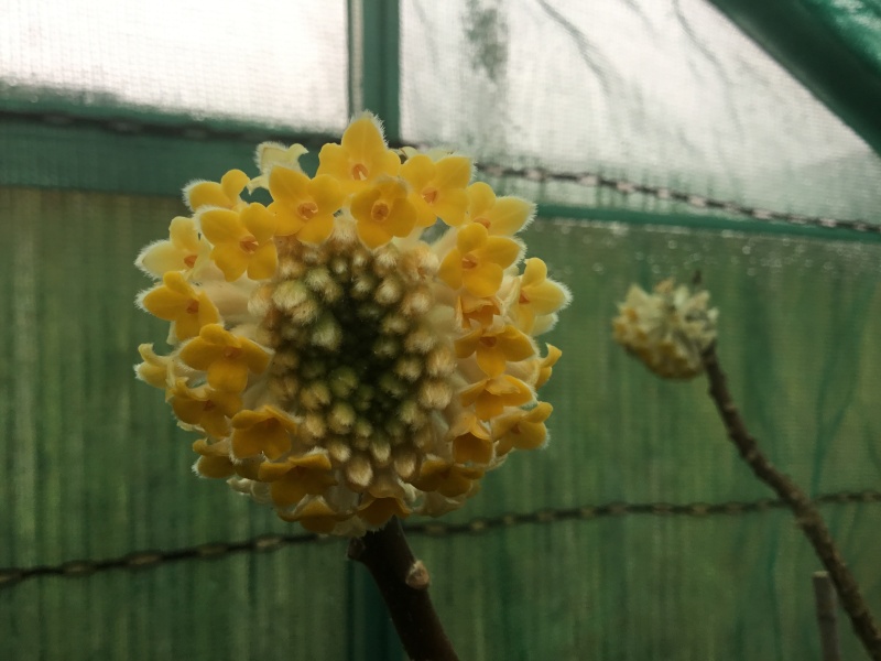 Edgeworthia  Image49