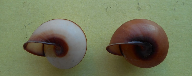 Chloraea saranganica (Mollendorff, 1890) Dscn7337