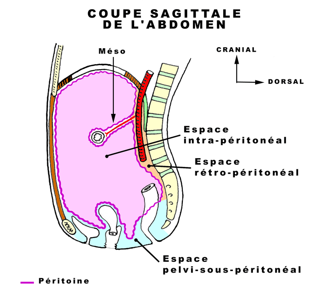 Région intrapéritonéale  Ag410