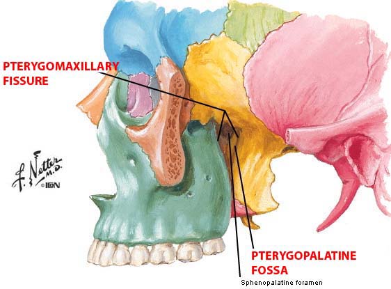 Fissure ptérygo-maxillaire et fissure ptérygo-palatine P0004p10