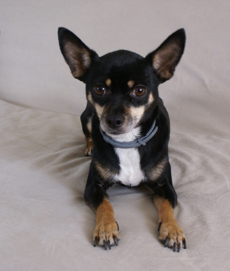 HENZO, mâle croisé Pinscher x Chihuahua, bientôt 4 ans Dsc06210
