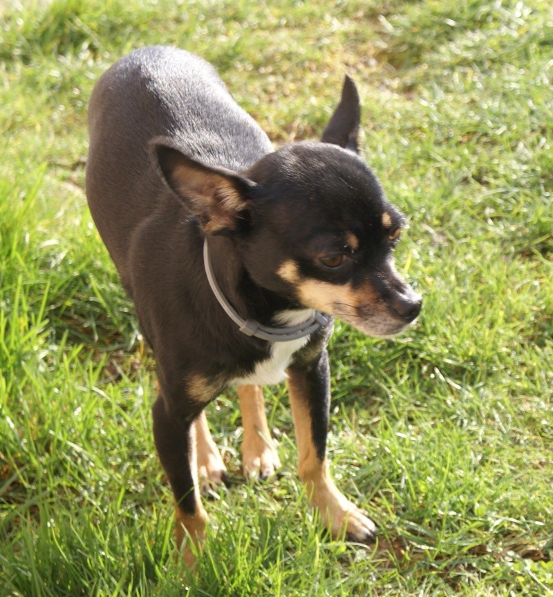 HENZO, mâle croisé Pinscher x Chihuahua, bientôt 4 ans Dsc06211