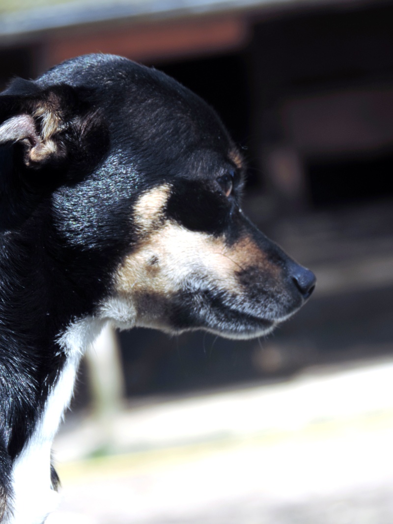 HENZO, mâle croisé Pinscher x Chihuahua, bientôt 4 ans Dscn0210