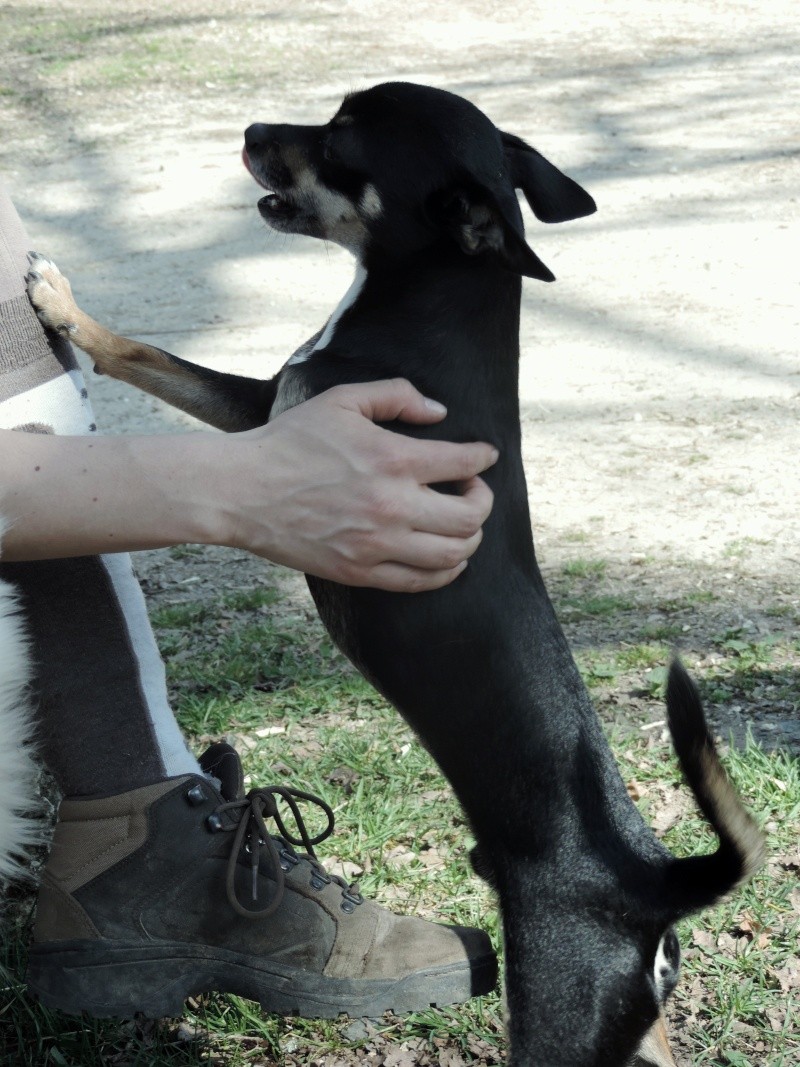 HENZO, mâle croisé Pinscher x Chihuahua, bientôt 4 ans Dscn0211