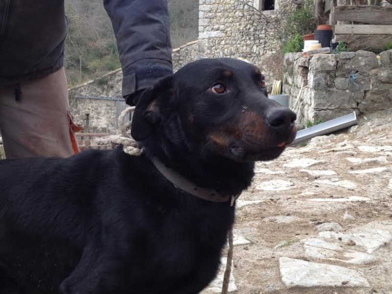 URGENCE EUTHANASIE POUR  HOOK BEAUCERON LOF DE 3 ANS Hook_311