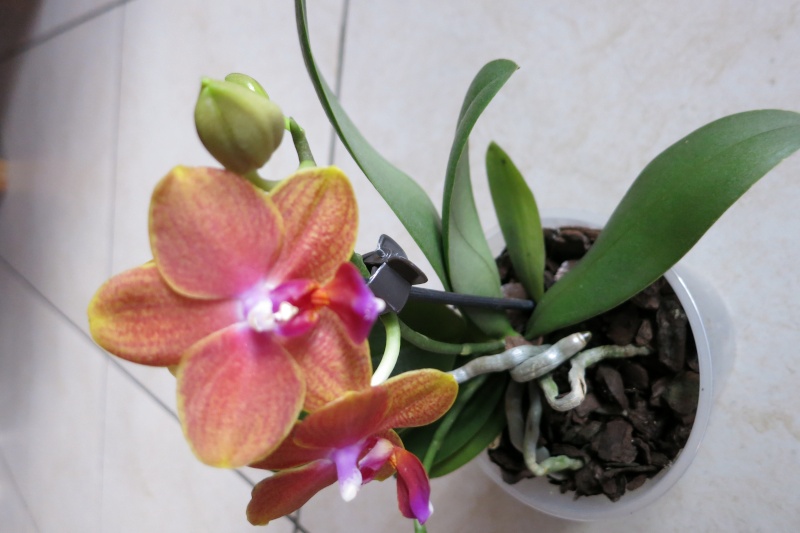 Orchideen-Neuzugang - Seite 16 2015_012