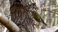 Oiseaux chanteurs - chants et cris Roitel10