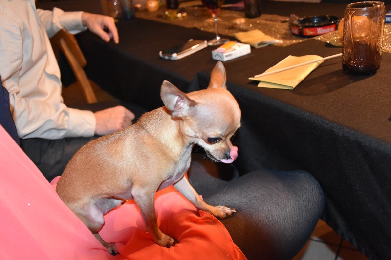 Mon chihuahua devient chauve !!! Dsc_0010