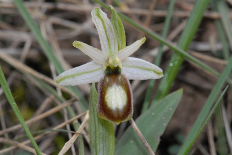 Ophrys exaltata arachnitiformis ( O. en forme d'araignée ) Dsc_0011