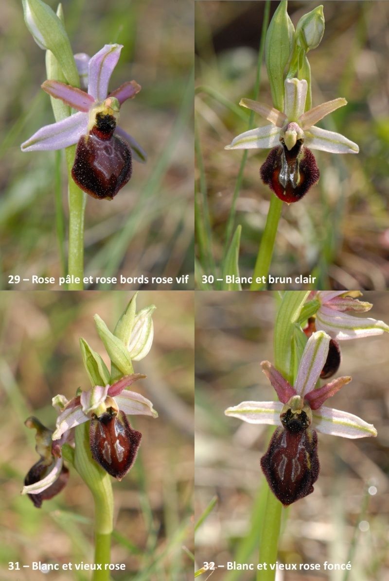 Ophrys exaltata arachnitiformis ( O. en forme d'araignée ) Image116