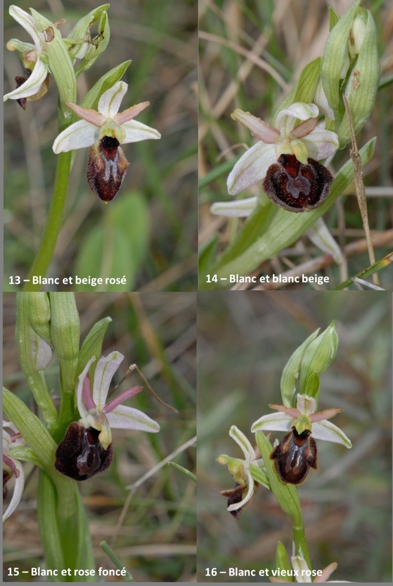Ophrys exaltata arachnitiformis ( O. en forme d'araignée ) Image210