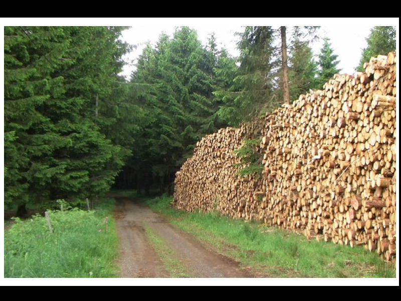 Forêt bretonne. Il faut remettre la main aux fûts 110