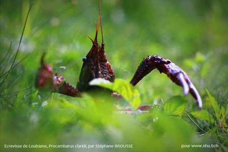 Une écrevisse américaine envahit la Bretagne Sans_t28