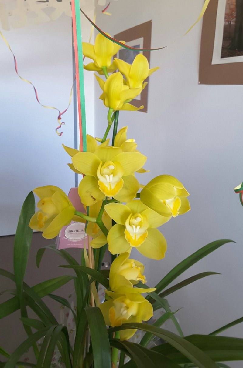 Orchideen-Neuzugang - Seite 16 20160258