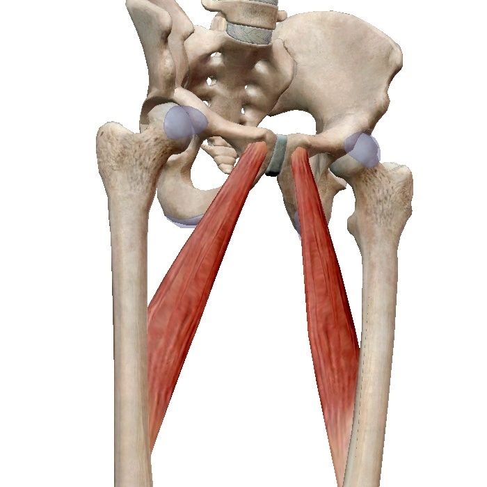 Musculus Adductor Longus