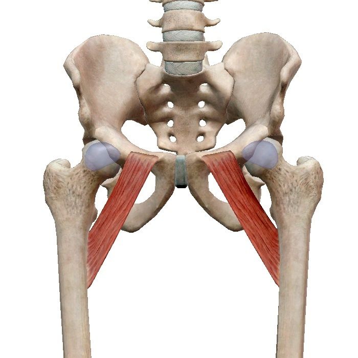 Дист ло. Гребенчатая мышца бедра анатомия. Гребешковая мышца. Гребенчатую мышцу- musculus Pectineus. Мускулюс аддуктор Магнус.