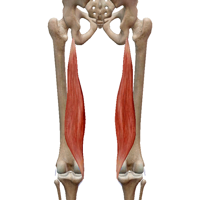 мышцы - мышцы бедра Muscul11