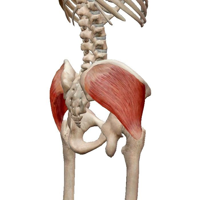 мышцы - мышцы ягодиц Muscul12
