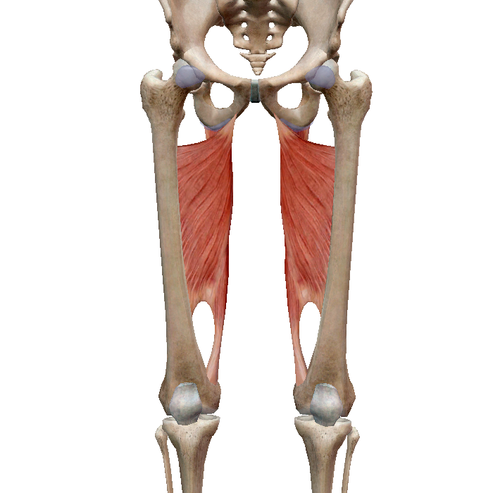 мышцы - мышцы бедра Muscul14