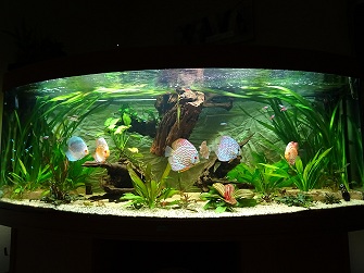 Mon aquarium 400 litres (vidéo page 5) - Page 4 Dsc00415