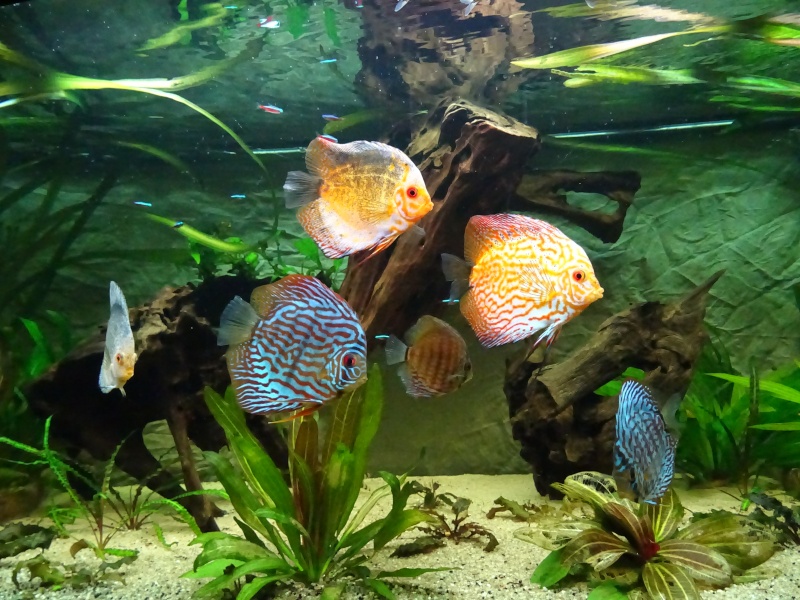 Aventure discus - Page 8 Dsc00418