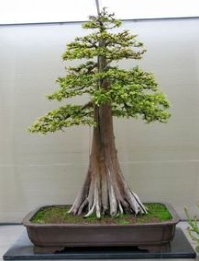 American Bonsai at the NC Arboretum Ashamp19