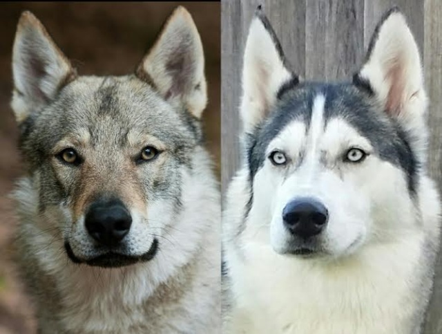 Wondering if my Husky is mixed? Skywol13