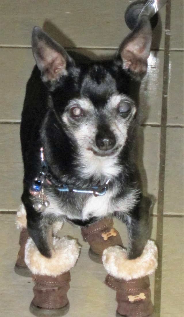 Joey the Prunie chihuahua. RIP- April 19, 1999-September 6, 2016 Joey_116