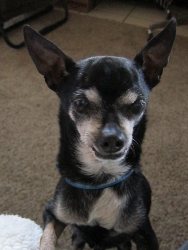 Joey the Prunie chihuahua. RIP- April 19, 1999-September 6, 2016 Joey_117