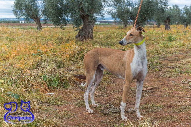 Urgence pour CAMARON - galgo 3 ans (a été attaqué au refuge)  Asso Une Histoire de Galgos  - Extramadure (Espagne) 381