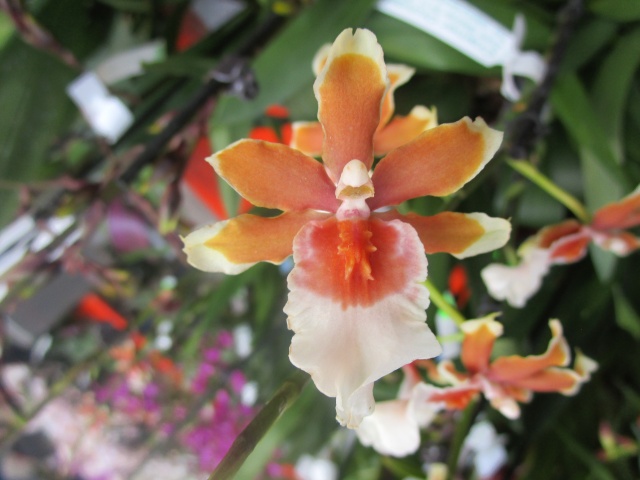 Orchideenausstellung in Frankfurt im Palmengarten 2016 Img_0280
