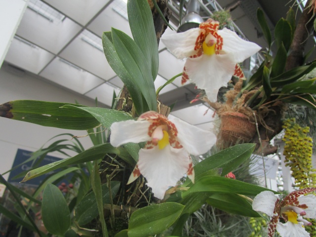Orchideenausstellung in Frankfurt im Palmengarten 2016 Img_0372